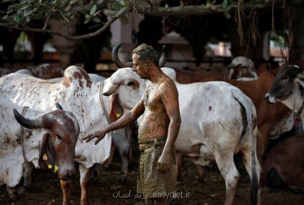 اخطار پزشكان هندی نسبت به استفاده از فضولات گاو برای درمان كرونا