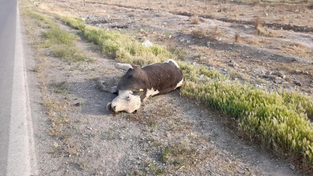 داستان تكراری رها كردن لاشه دام در معابر روستایی ورامین