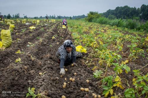 کاهش مصرف سموم کشاورزی با رهیابی محصول از مزارع