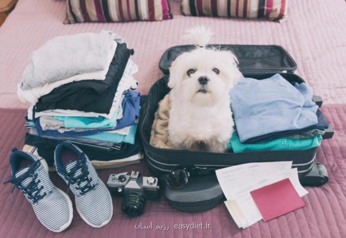 سفر با حیوانات
