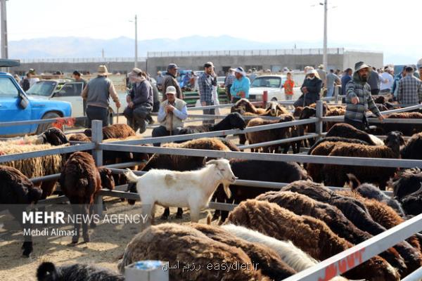 اخطار در رابطه با ذبح غیر بهداشتی دام در عید قربان