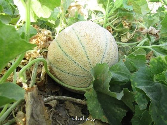 میوه ای تابستانه که به سلامت قلب کمک می نماید