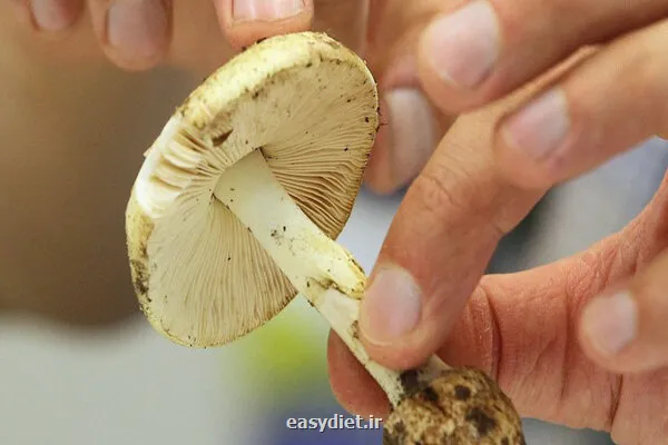 مصرف این قارچ ها جانتان را تهدید می کند!