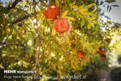 چقدر با خواص میوه بهشتی آشنا هستیم