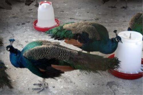 ساخت باغ پرندگان قم بدون مجوزهای لازم توجیه پذیر نیست