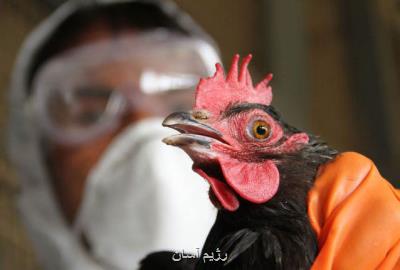 سمنان استانی امن از لحاظ شیوع آنفلوآنزای فوق حاد پرندگان است